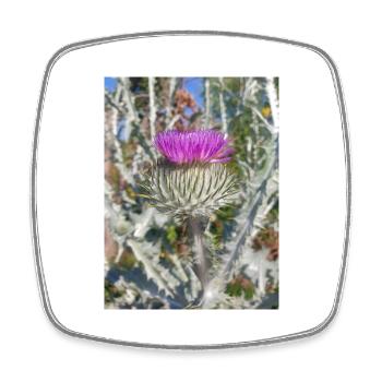 Scotch cotton thistle also woolly thistle - Square fridge magnet - white - Front