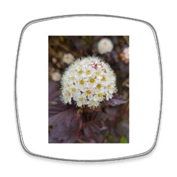 Neunrinde Blasenspiere Physocarpus capitatus - Viereckiger Kühlschrankmagnet - Weiß - Vorne