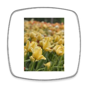 Tulpenmeer gelb - Viereckiger Kühlschrankmagnet - Weiß - Vorne