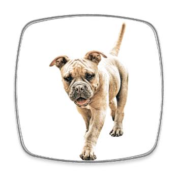 Bulldog Old English Bulldog Dog Dogs - Square fridge magnet - white - Front
