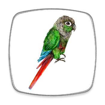 Watercolor drawing of a green-cheeked parakeet - Square fridge magnet - white - Front