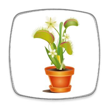 Déléve attrape-mouches en pot – illustration colorée - Magnet carré - blanc - Devant