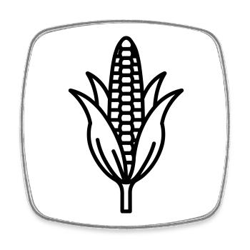 corn on the cob - Square fridge magnet - white - Front
