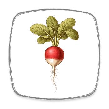 Radieschen Vintage Botanische Zeichnung  - Viereckiger Kühlschrankmagnet - Weiß - Vorne
