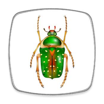 Stephanorrhina guttata-bel insecte - Magnet carré - blanc - Devant
