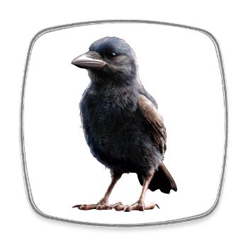 Rabe Krähe Vogel Rabenkrähe Dohle Schwarze Raben - Viereckiger Kühlschrankmagnet - Weiß - Vorne