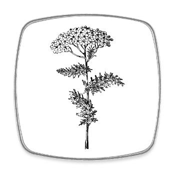 Fleur d’achillée millefeuille - Magnet carré - blanc - Devant
