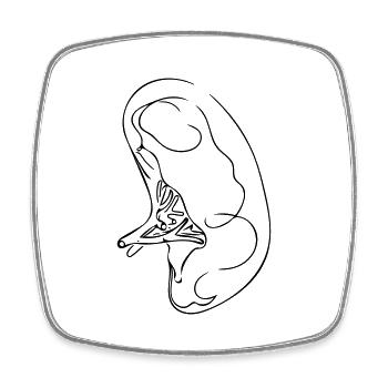 Art au trait pancréatique - Minimaliste - Magnet carré - blanc - Devant