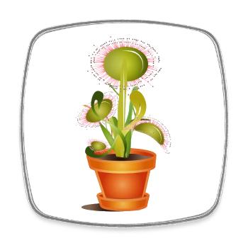 Sundew in a pot – playful plant art - Square fridge magnet - white - Front
