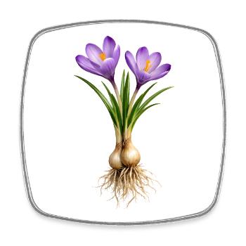 Crocuses with bulbs and roots - Square fridge magnet - white - Front