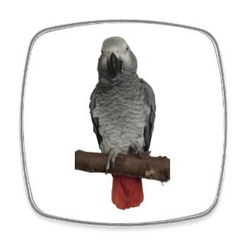 Perroquet gris sur branche - Magnet carré - blanc - Devant