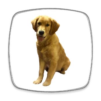 Golden Retriever Pup Portrait - Square fridge magnet - white - Front