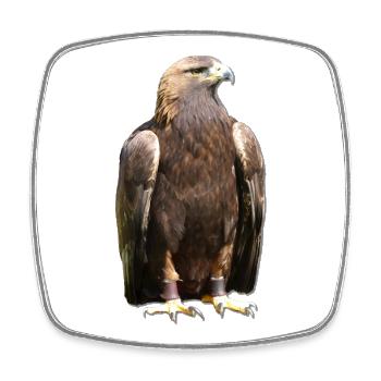 Vogeltier Greifvogel Krallen Falkner Beizjagd - Viereckiger Kühlschrankmagnet - Weiß - Vorne