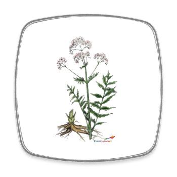 Baldrian (Valeriana officinalis) - Viereckiger Kühlschrankmagnet - Weiß - Vorne