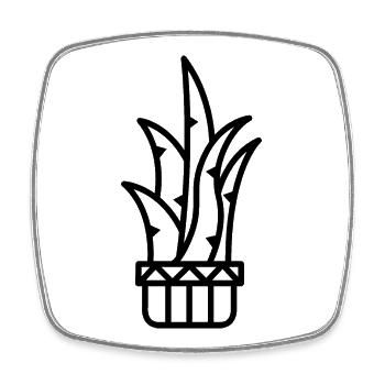 Cactus Plant Icon Botany Plants icon - Square fridge magnet - white - Front