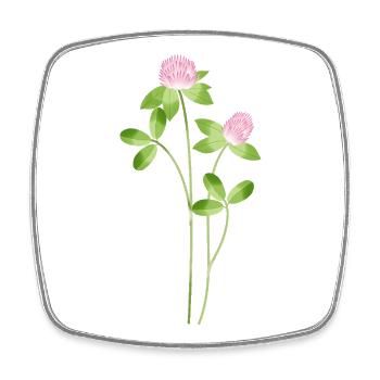 Delicate meadow clover with pink flowers illustration - Square fridge magnet - white - Front