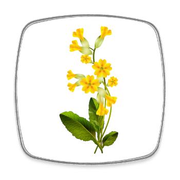 Schlüsselblume mit leuchtenden Blüten im Frühling - Viereckiger Kühlschrankmagnet - Weiß - Vorne