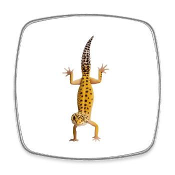 Gecko - Viereckiger Kühlschrankmagnet - Weiß - Vorne