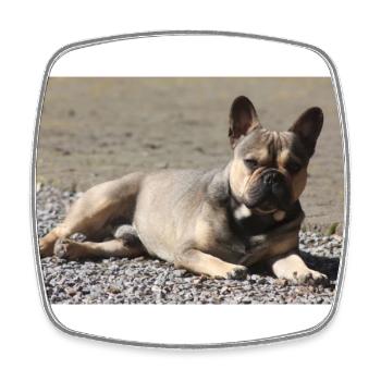 Diable bouledogue français petit molose. - Magnet carré - blanc - Devant