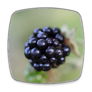 Brombeere Brombeeren Beeren Früchte - Viereckiger Kühlschrankmagnet - Weiß - Vorne