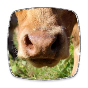 Vache vache vache vache nez Cow Vache - Magnet carré - blanc - Devant