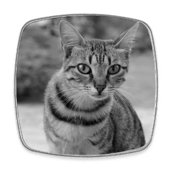 Katze Hintergrund Porträt weiß-schwarz - Viereckiger Kühlschrankmagnet - Weiß - Vorne