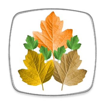 colorful leaves from a tree in autumn leaf foliage - Square fridge magnet - white - Front