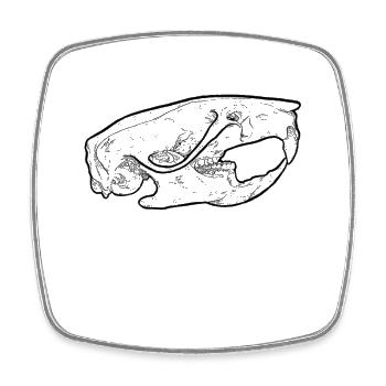 Rat skull skull skull of a rat - Square fridge magnet - white - Front