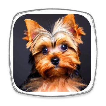 Yorkshire Terrier Puppy - Square fridge magnet - white - Front