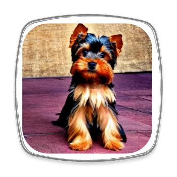 Yorkshire Terrier Puppy - Square fridge magnet - white - Front
