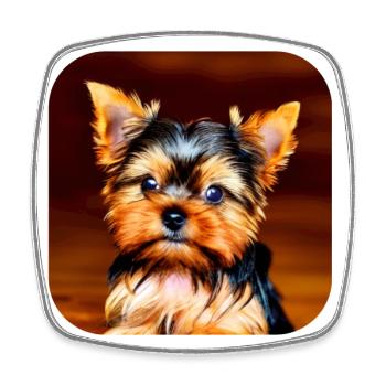 Yorkshire Terrier Puppy - Square fridge magnet - white - Front