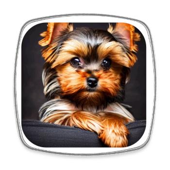 Yorkshire Terrier Puppy - Square fridge magnet - white - Front