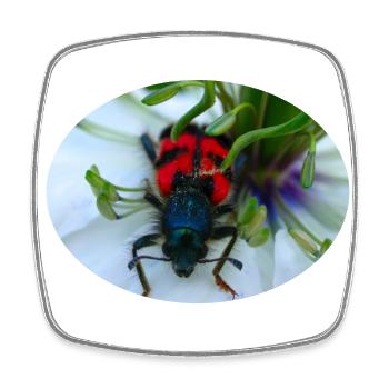 The beehive or beewolf is a predator - Square fridge magnet - white - Front