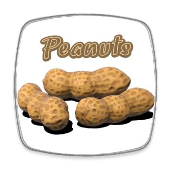 Peanuts, Erdnüsse - Viereckiger Kühlschrankmagnet - Weiß - Vorne