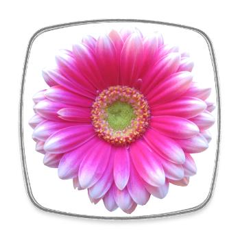 Gerbera pink Blüte Blume Blumenranke floral blumig - Viereckiger Kühlschrankmagnet - Weiß - Vorne