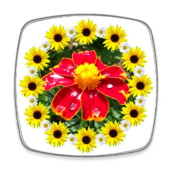 Ringelblume Sonnenblumen Margeriten Blüte floral - Viereckiger Kühlschrankmagnet - Weiß - Vorne