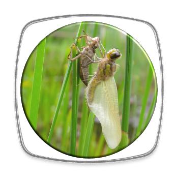 Métamorphose est le mot magique pour les insectes - Magnet carré - blanc - Devant