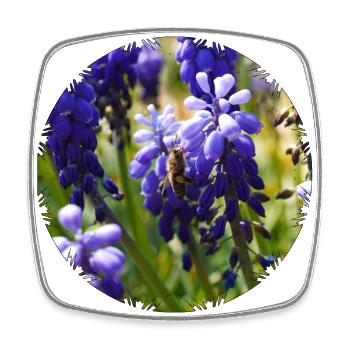 The scent of hyacinths magically attracts bees - Square fridge magnet - white - Front