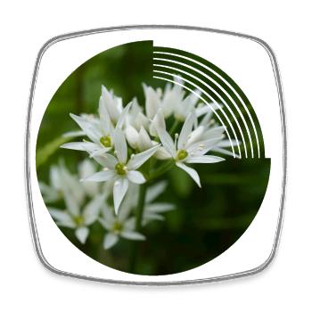 When the wild garlic blooms, it smells of leeks - Square fridge magnet - white - Front