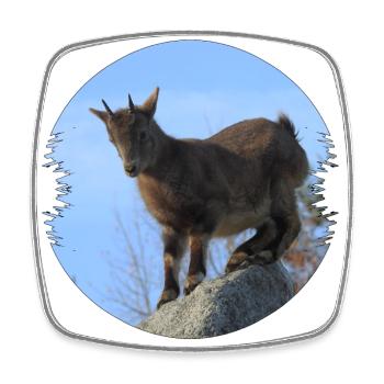 Ziegen im Hochgebirge sind gute Kletterkünstler - Viereckiger Kühlschrankmagnet - Weiß - Vorne