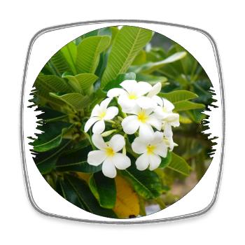 Plumeria is an exotic and fragrant flower - Square fridge magnet - white - Front
