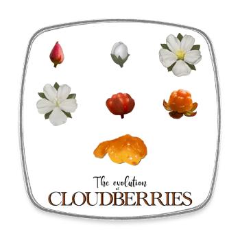 Die Evolution der Moltebeeren - Viereckiger Kühlschrankmagnet - Weiß - Vorne