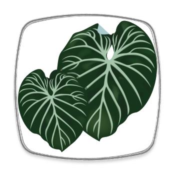 Philodendron Gloriosum - Square fridge magnet - white - Front