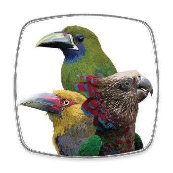 Toucans and parrot - Square fridge magnet - white - Front