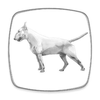 Bull terrier - Square fridge magnet - white - Front