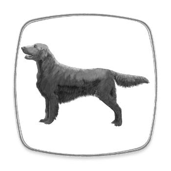 Flatcoated Retriever - Viereckiger Kühlschrankmagnet - Weiß - Vorne