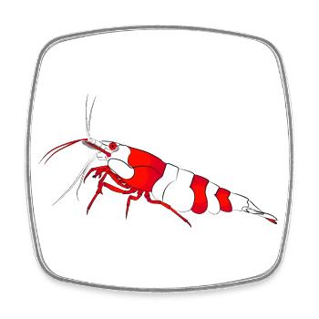 Garnele, shrimp Neocaridina davidi, Aquarium - Viereckiger Kühlschrankmagnet - Weiß - Vorne