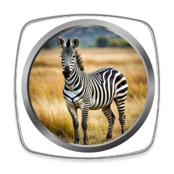 Zebra Animal - 3 - Square fridge magnet - white - Front