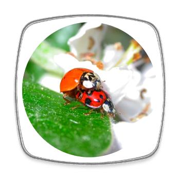 Ladybugs on the subject of love - Square fridge magnet - white - Front