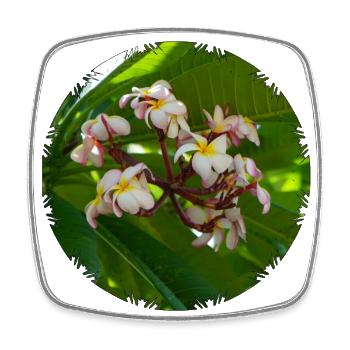 Plumeria frangipani flowers - Square fridge magnet - white - Front